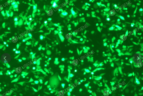 [UBIGENE] Mouse B Cell Lymphoma Cell Line (A20)