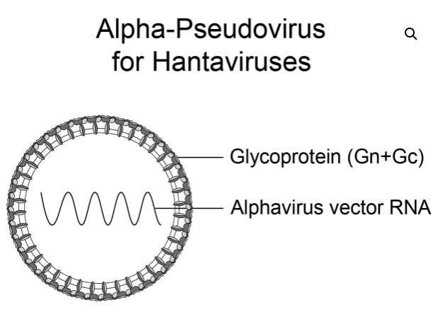 [Virongy] Rapid Alpha-Pseudoviruses for Orthohantavirus
