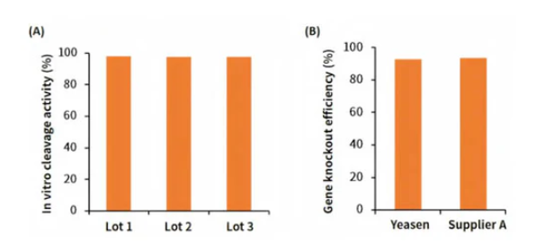 [YEASEN] Cas9 Nuclease (10mg/mL)