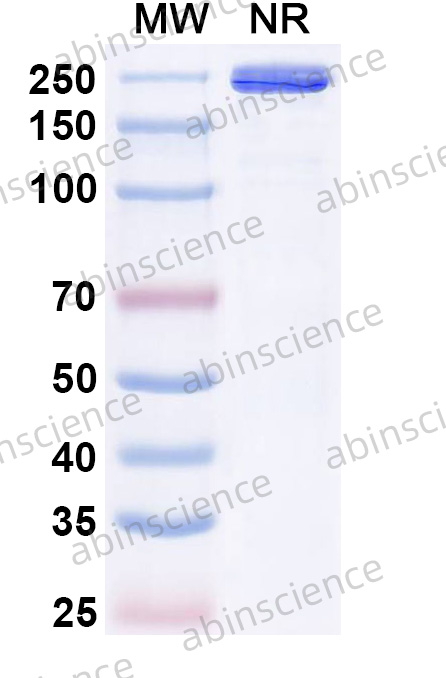 [Abinscience] Anti-Human CD203c/ENPP3 & CD3 Reference Antibody (XmAb819, RUO)