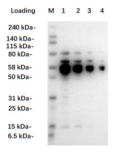 [Genscript] AAV2 Antibody (12C10), mAb, Mouse