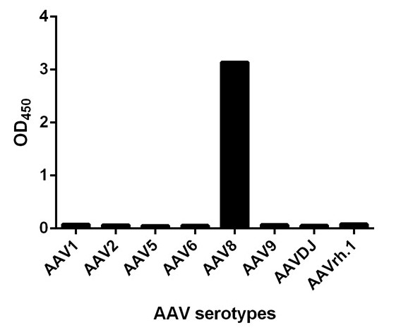 [Genscript] MonoRab™ AAV8 (intact particle) Antibody (75F2), mAb, Rabbit