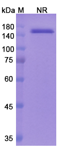 [Proteogenix] Faricimab Biosimilar – Anti-ANGPT2, VEGFA mAb – Research Grade