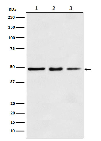 [Genscript] eEF1A1 Antibody, mAb, Rabbit