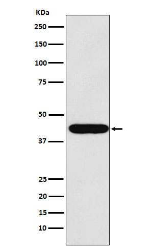 [Genscript] LHX2 Antibody, mAb, Rabbit