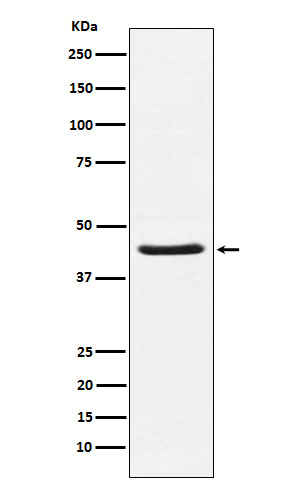 [Genscript] HSD3B1 Antibody, mAb, Rabbit
