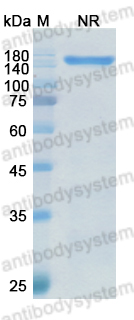 [Antibodysystem] Research Grade Vibecotamab