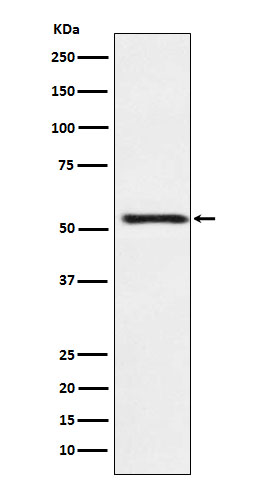 [Genscript] ATP4B Antibody, mAb, Rabbit