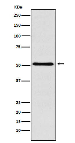[Genscript] SMARCE1 Antibody, mAb, Rabbit