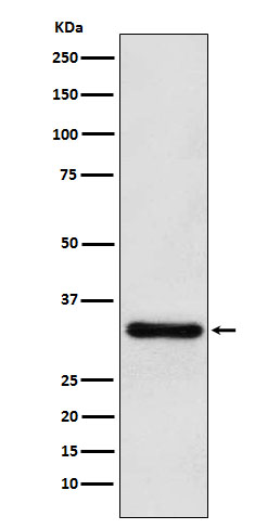 [Gesncript] Pituitary homeobox 3 Antibody, mAb, Rabbit