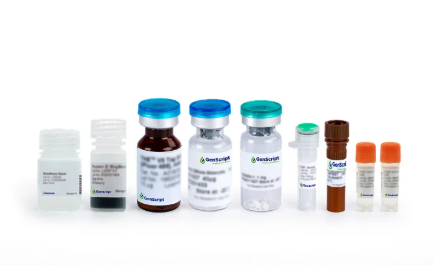 [Genscript] DCAF13 Antibody, mAb, Rabbit