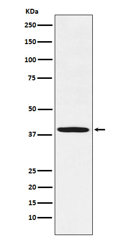 [Genscript] FBXO32 Antibody, mAb, Rabbit