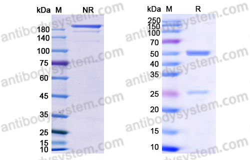 [Antibodysystem] Research Grade Mosunetuzumab