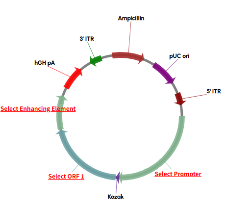 [Virongy] AAV Vector Customization Tool
