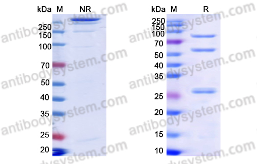 [Antibodysystem] Research Grade Glofitamab