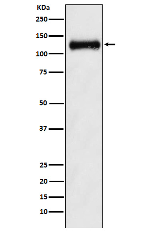 [Genscript] NPR2 Antibody, mAb, Rabbit