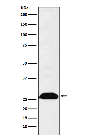 [Genscript] Human Ig kappa light chain Antibody, mAb, Rabbit