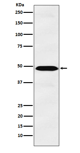 [Genscript] IL 13 receptor alpha 1 Antibody, mAb, Rabbit