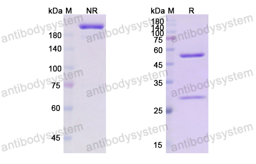 [Antibodysystem] Research Grade Obexelimab