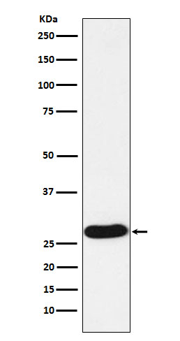 [Genscript] PRTN3 Antibody, mAb, Rabbit