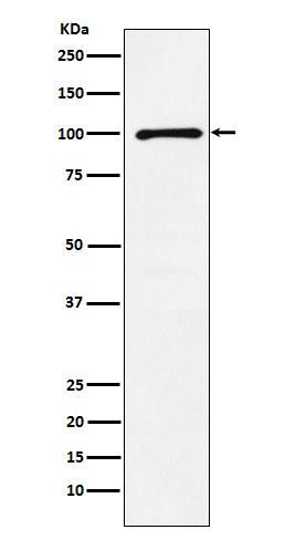 [Genscript] GluK2 Antibody, mAb, Rabbit