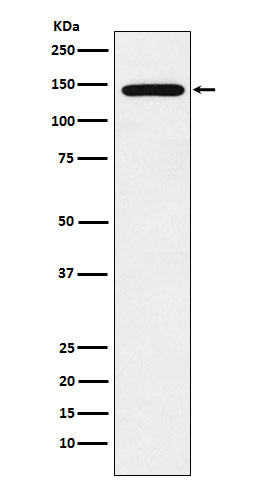 [Genscript] Jumonji Antibody, mAb, Rabbit