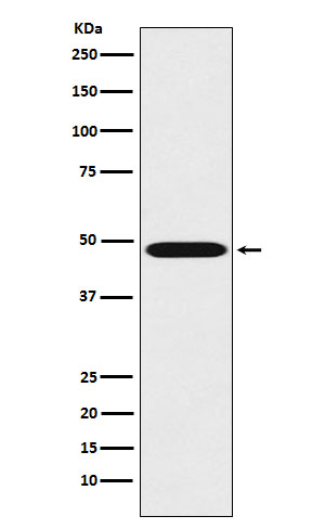 [Genscript] Renin Antibody, mAb, Rabbit