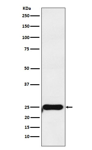 [Genscript] COMT Antibody, mAb, Rabbit