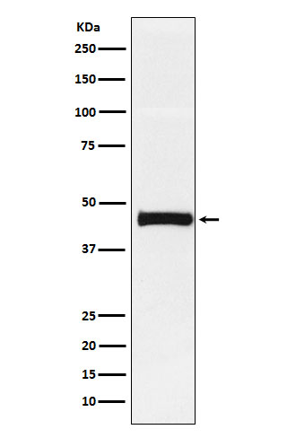 [Genscript] PTX3 Antibody, mAb, Rabbit