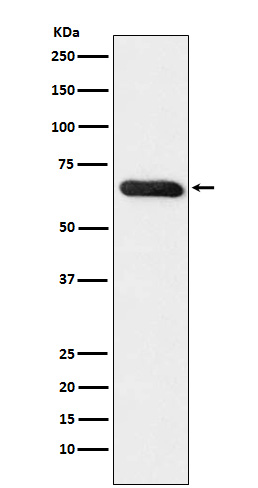 [Genscript] RBPJ Antibody, mAb, Rabbit