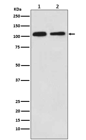 [Genscript] MOV10 Antibody, mAb, Rabbit