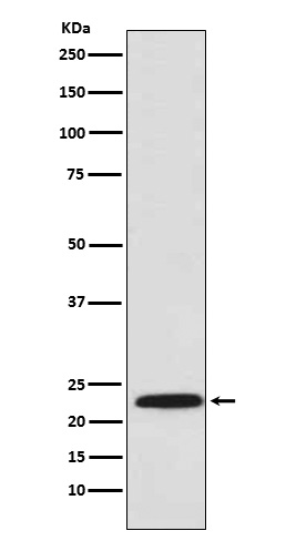 [Genscript] MEF2C Antibody, mAb, Rabbit