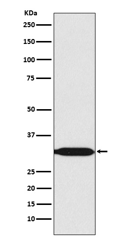 [Genscript] Prohibitin 2 Antibody, mAb, Rabbit