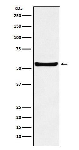 [Genscript] PAR2 Antibody, mAb, Rabbit