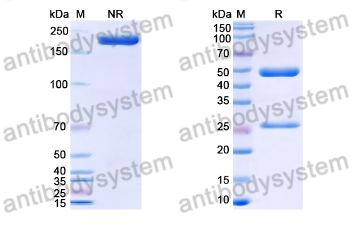 [Antibodysystem] Research Grade Anti-Human TNFSF15/TL1A (PRA023)