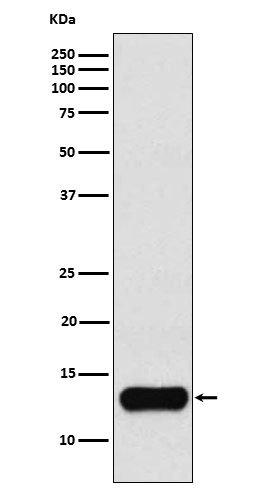 [Genscript] Cystatin A Antibody, mAb, Rabbit