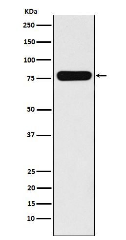 [Genscript] Villin 1 Antibody, mAb, Rabbit