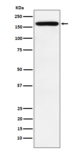 [Genscript] Podocalyxin Antibody, mAb, Rabbit