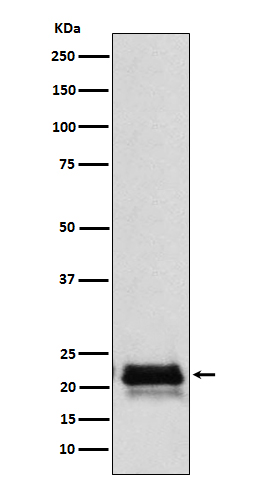 [Genscript] FSH beta Antibody, mAb, Rabbit