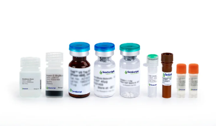[Genscript] TFE3 Antibody, mAb, Rabbit