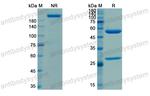 [Antibodysystem] Research Grade Tixagevimab