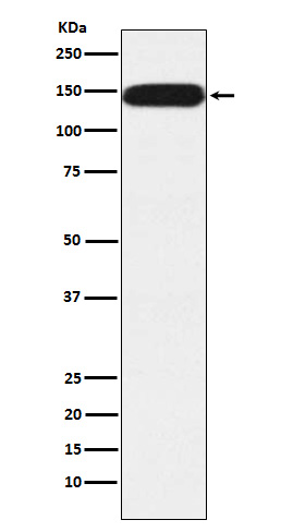 [Genscript] Pumilio 1 Antibody, mAb, Rabbit