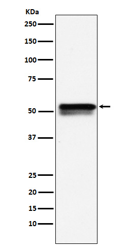 [Genscript] EGR 2 Antibody, mAb, Rabbit