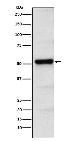 [Genscript] PICK1 Antibody, mAb, Rabbit