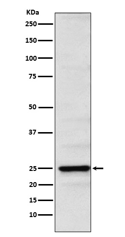 [Genscript] Neurogenin 2 Antibody, mAb, Rabbit
