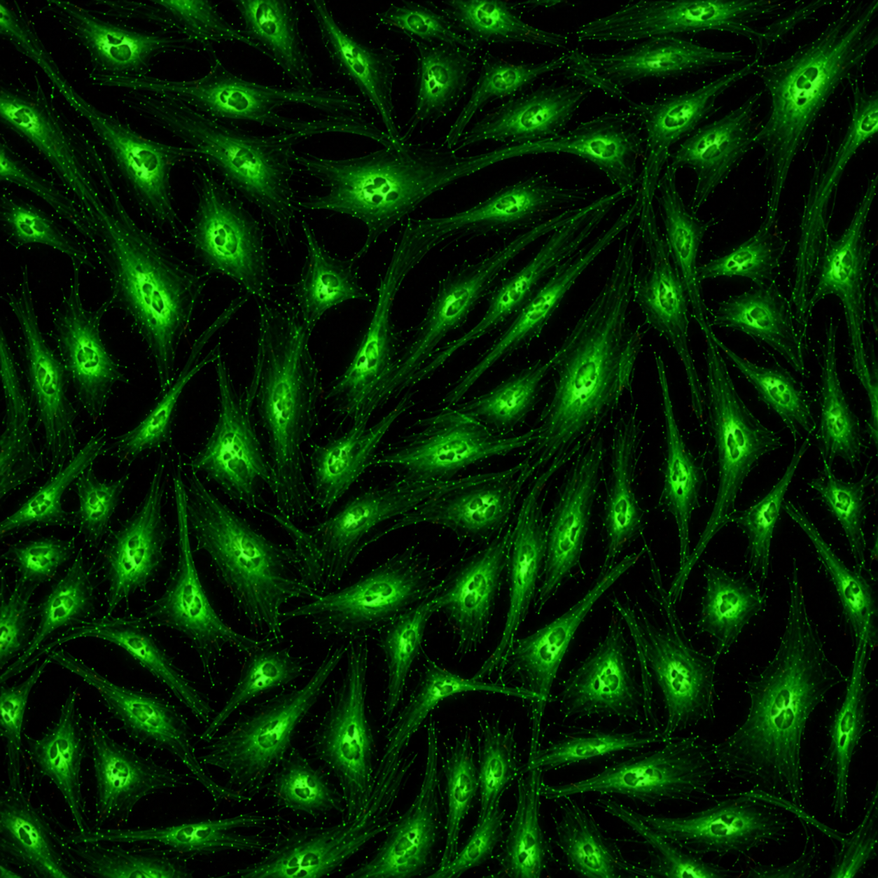 [NeoBioPharma] GFP-Human Pulmonary Artery Endothelial Cells