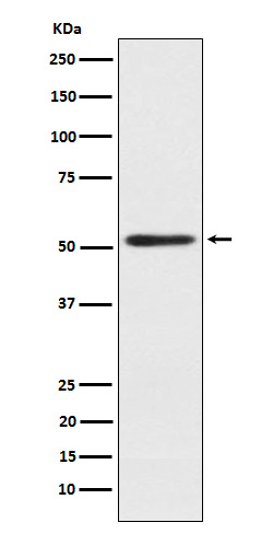 [Genscript] SRP54 Antibody, mAb, Rabbit