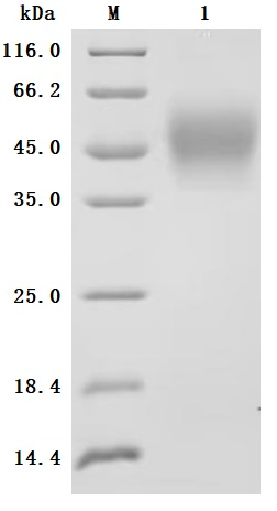 [Cusabio] Recombinant Human Interleukin-4 receptor subunit alpha(IL4R), partial,Biotinylated (Active)