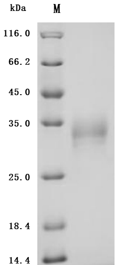 [Cusabio] Recombinant Human Tumor necrosis factor ligand superfamily member 15(TNFSF15) (Active)