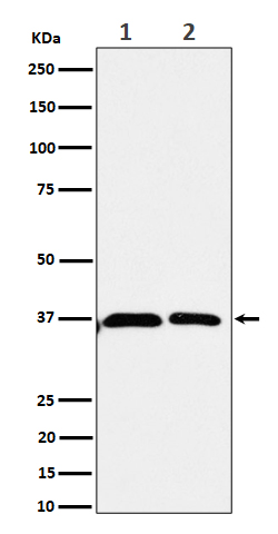 [Genscript] PREPL Antibody, mAb, Rabbit